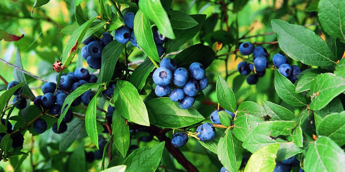 Harnessing the Antioxidant Power: Blueberry Ingredients