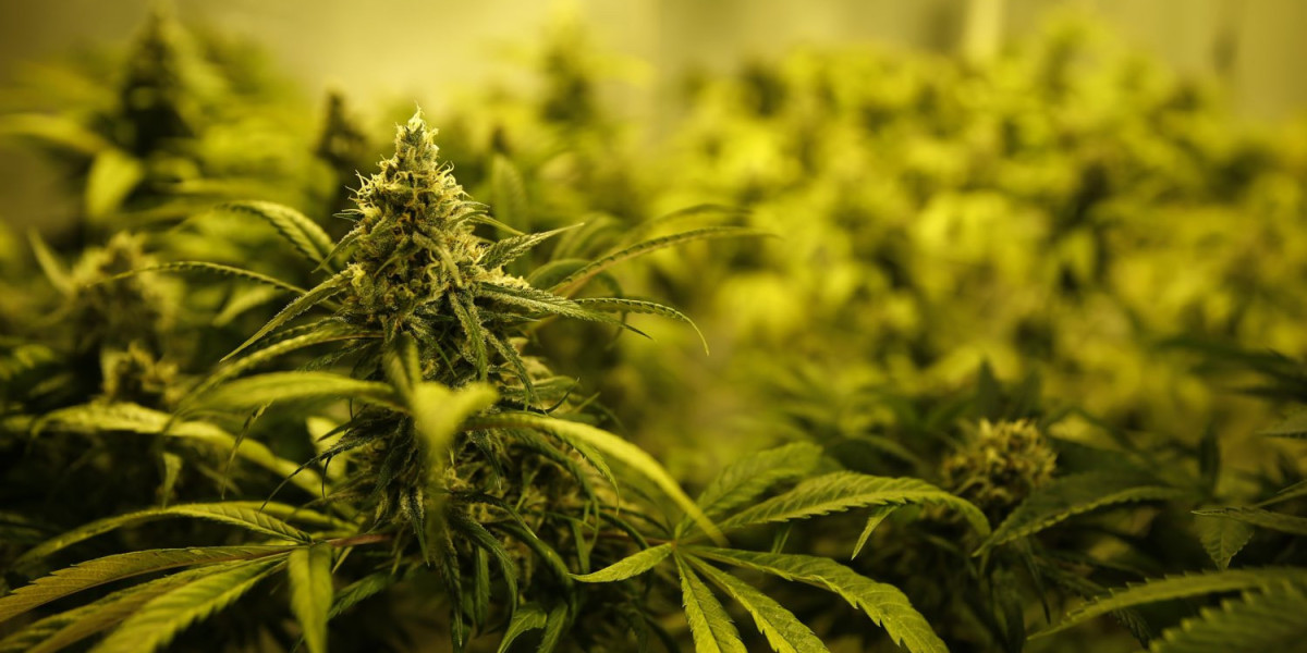 Purple Panda - Medical Marijauna Dispensaries