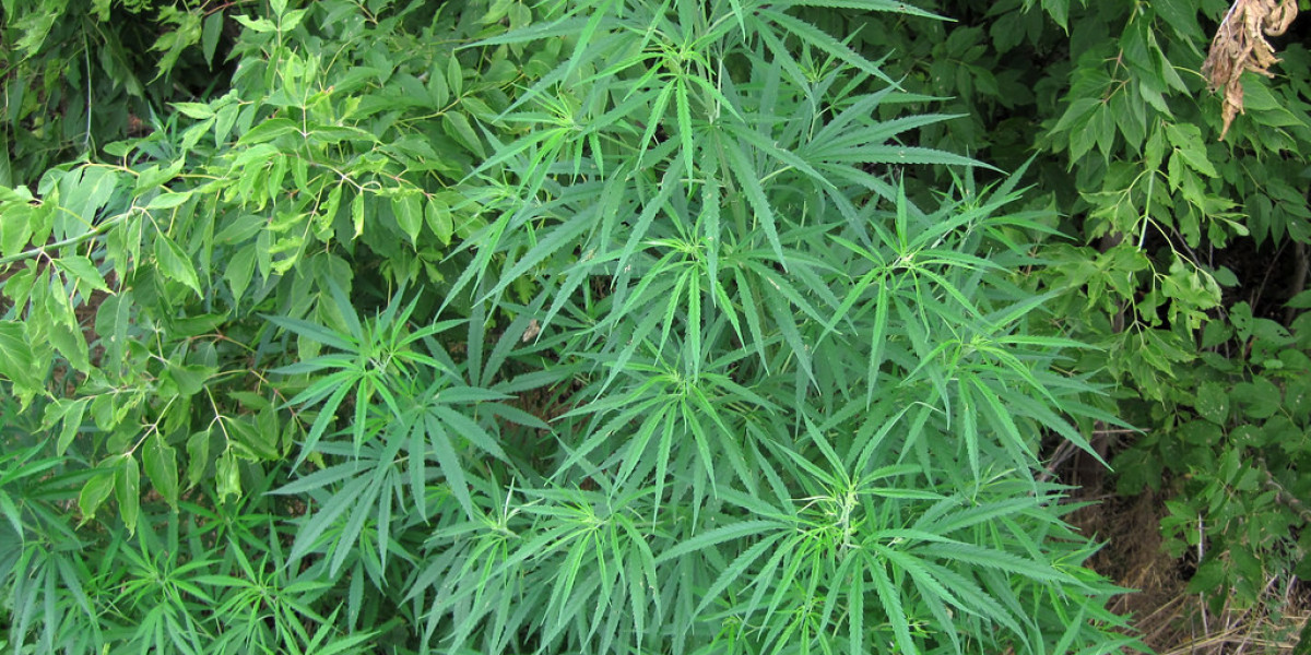 CBD voor slapen: Hoe het werkt, voordelen en risico's