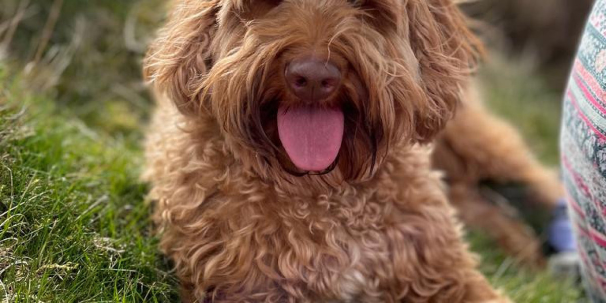Why Australian Labradoodles are Great Family Pets
