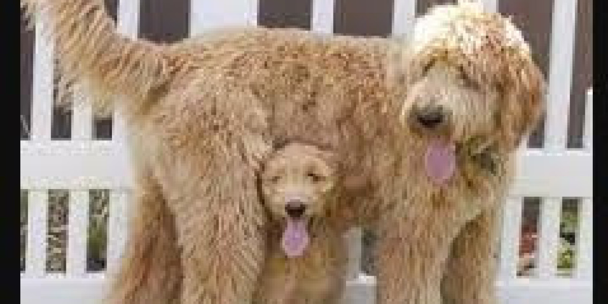 Golden Doodles For Sale Near Me