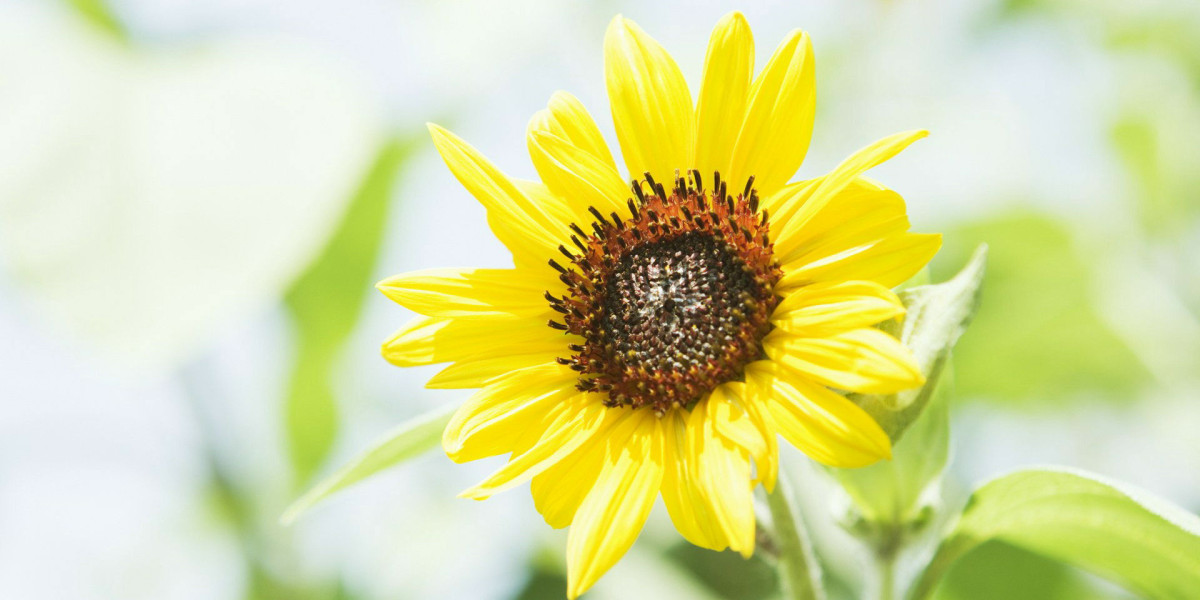 Multifunctional Indoor Folding Treadmills quotation	http://www.beautyjiang.com/