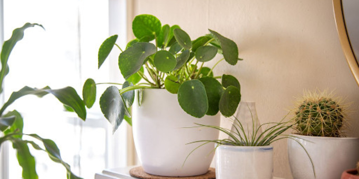 Cultivate Fortune: The Magnetic Attraction of the Chinese Money Plant