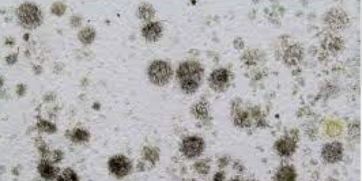 Black Mold in the Workplace: Employer Responsibilities and Employee Rights