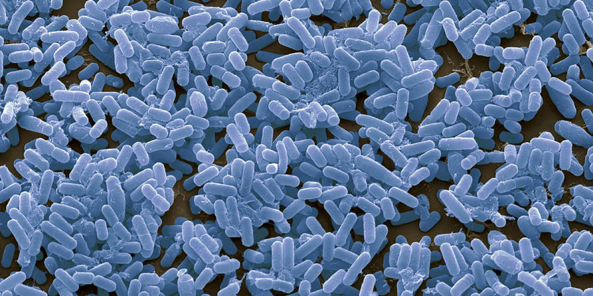 Unveiling The Potential Of Bacillus Subtilis Market: Market Size And Share