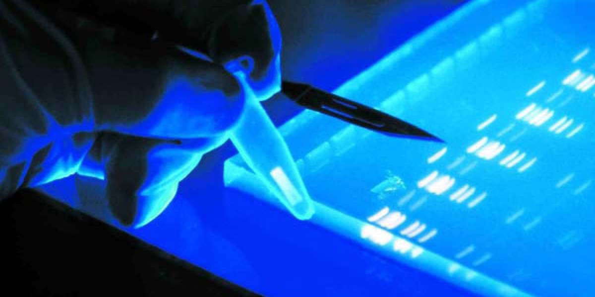 A Polymerase Chain Reaction (PCR) Product Is Analysed By Electrophoresis
