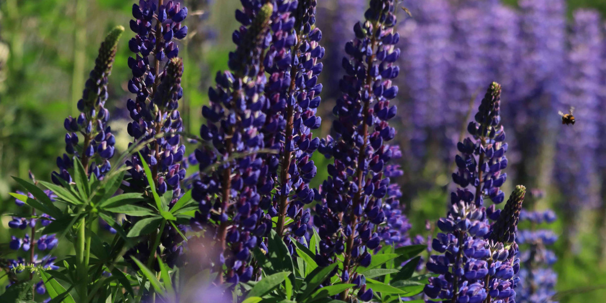 Botanical Extracts Market Present Scenario And The Growth Prospects With Forecast To 2030