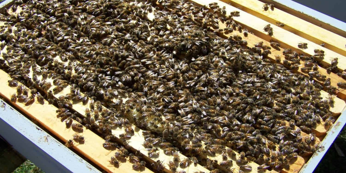 Requeening Your Beehive: What, When, and Why