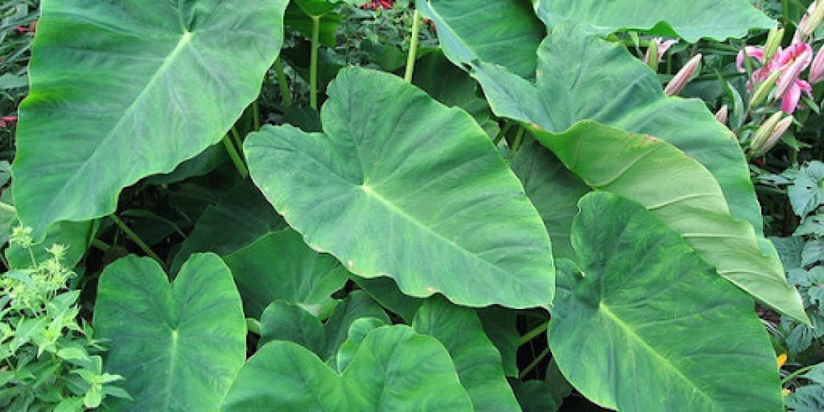 Colocasia: An Essential Plant for Your Garden