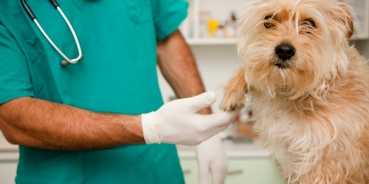 Key Players and Competitive Landscape in the Veterinary Dermatology Drugs Market