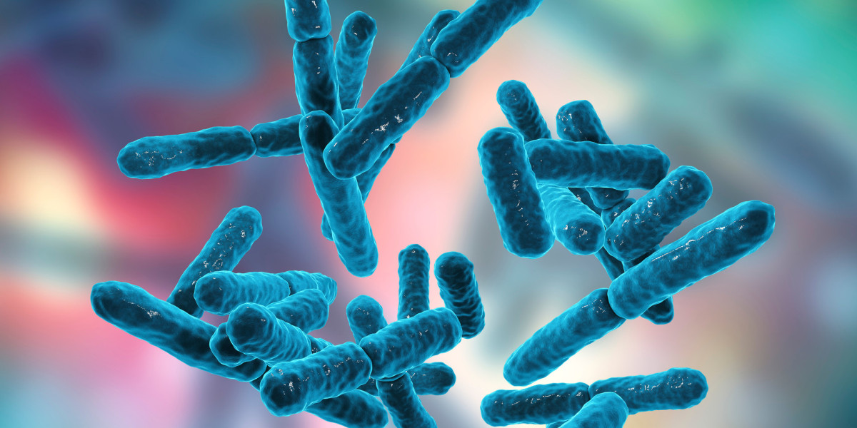 Beyond Yogurt: Exploring Bacillus Coagulans as a Probiotic Powerhouse