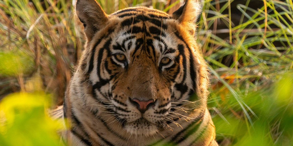 Is Ranthambore the right place for a safari?