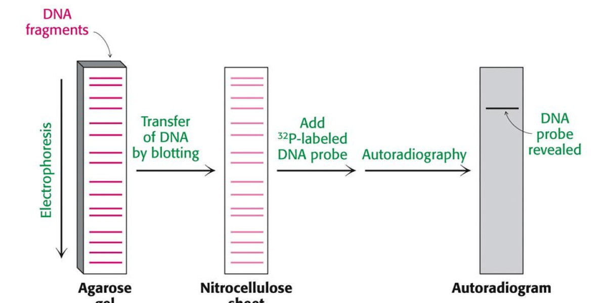 Uncovering The Method’s of Southern Blotting