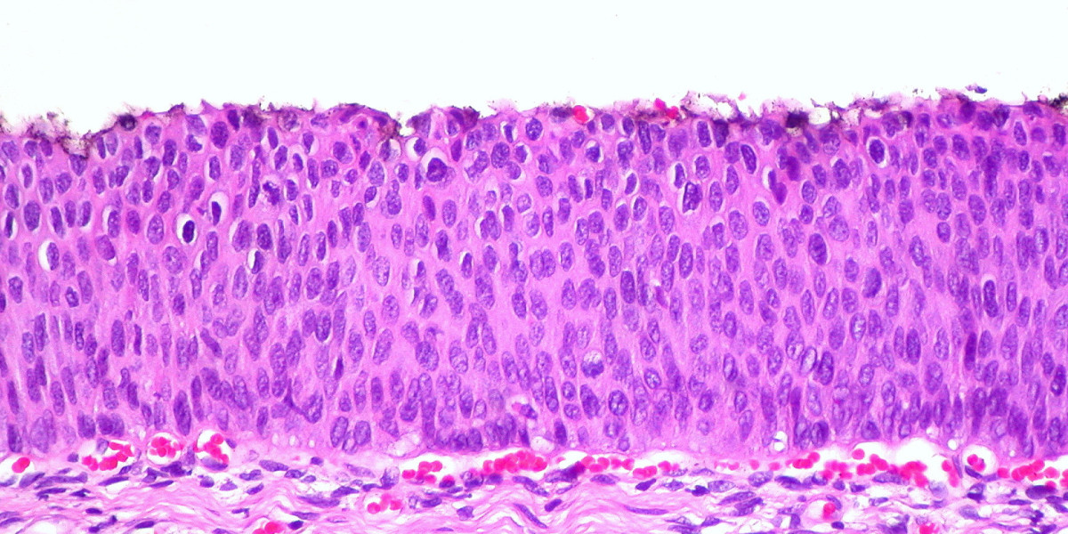 Histology and Cytology Revealed: Insights Into Cellular Structures And Functions