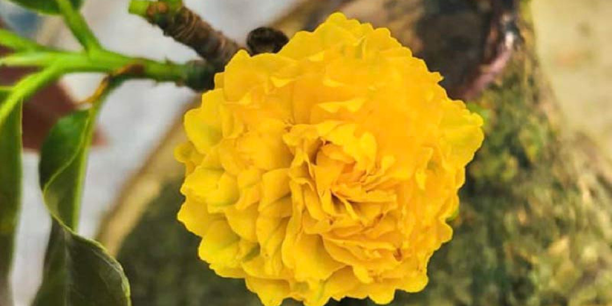 Các giống mai vàng