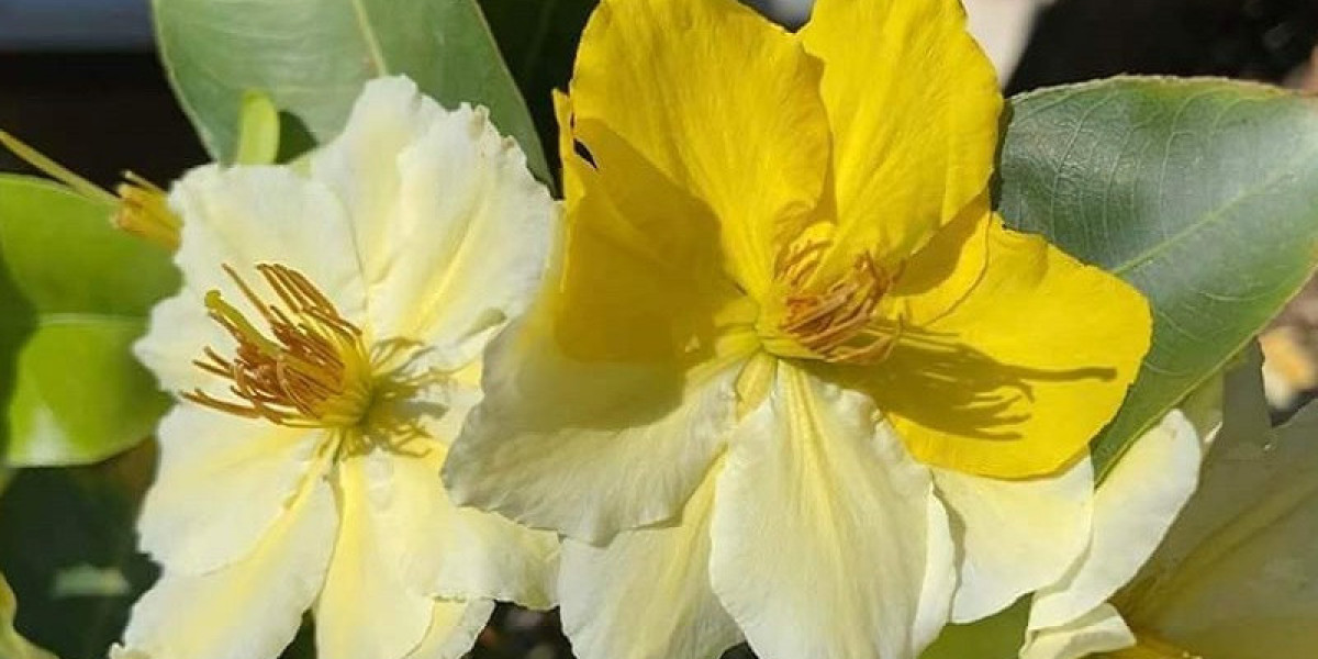 Cách nhận mặt Bệnh Trên Lá Mai Vàng