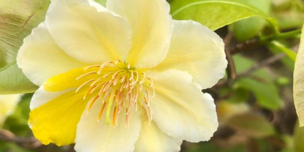 Cách nghỉ dưỡng cây mai vàng bị suy