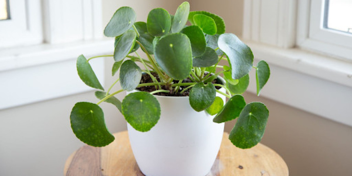 Indoor Greenery: Incorporating the Chinese Money Plant into Home Decor