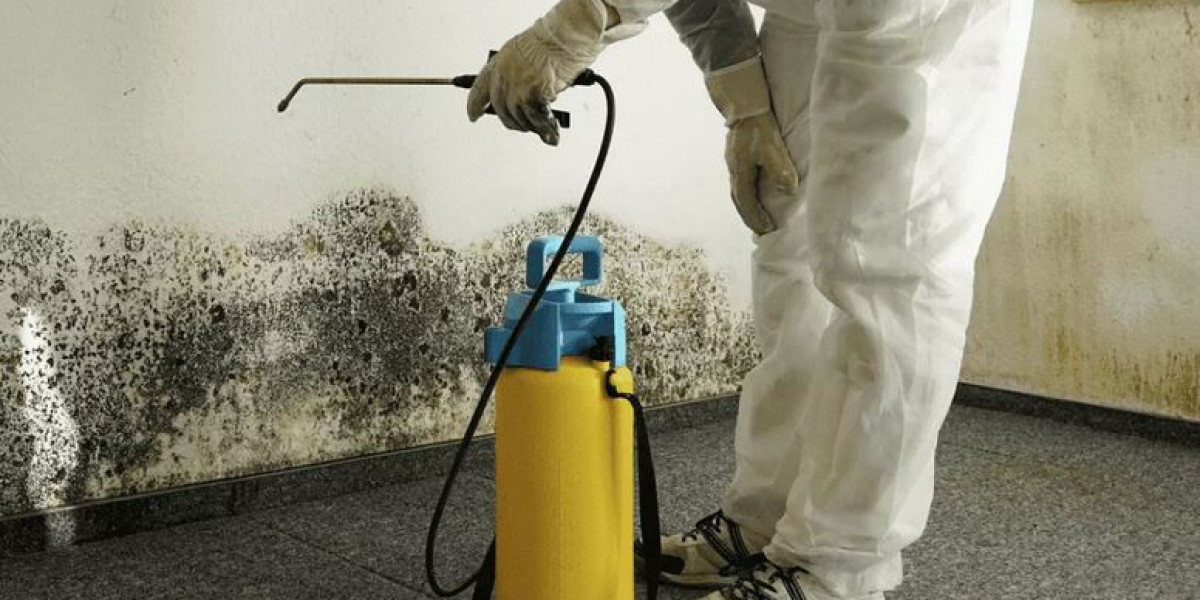 Mold Removal in Florida: Protecting Your Home and Health: