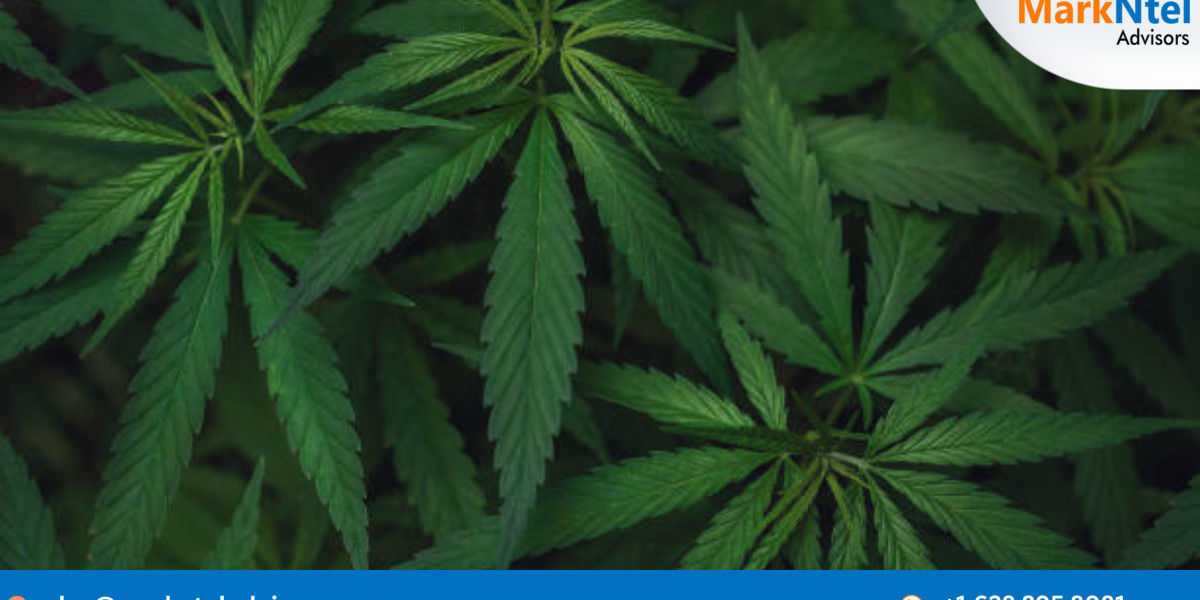 NORTH AMERICA CANNABIS Market Insights: Top Companies, Regional Analysis, and Growth Opportunities