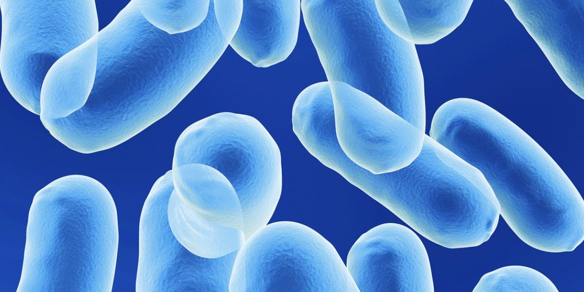 Unleashing The Healing Potential Of Bacillus Coagulans: The Ultimate Gut Health Solution