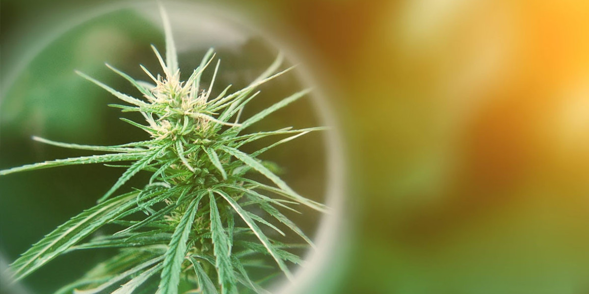 Exploring CBD Strains Canada A Comprehensive Guide?