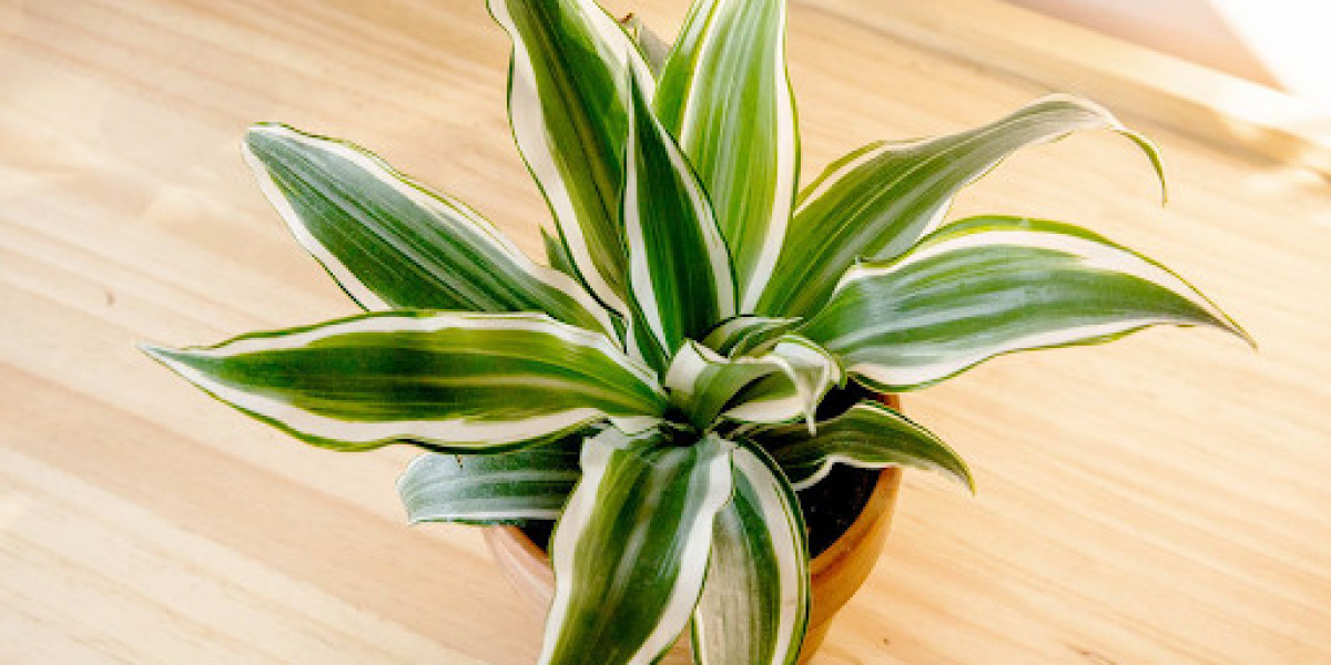 Love and Care for Dracaena: Essential Tips for a Healthy Plant