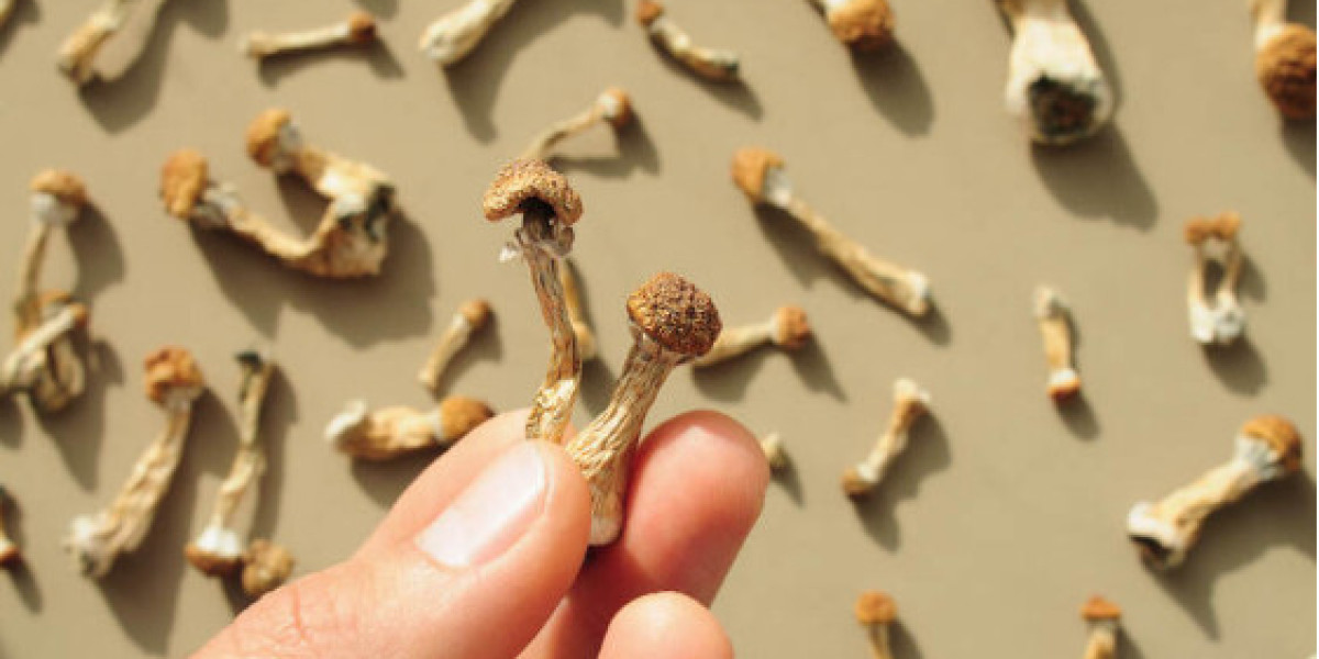 Exploring the Different Types of Mushrooms Available Near Me