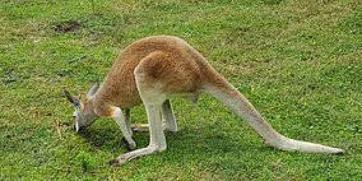 Capybara - The Largest Rodent in the Earth