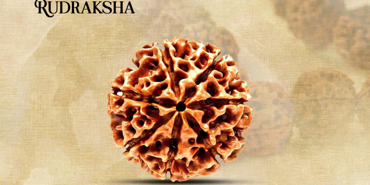 Buy 7 Mukhi Rudraksha From Rashi Ratan Bhagya