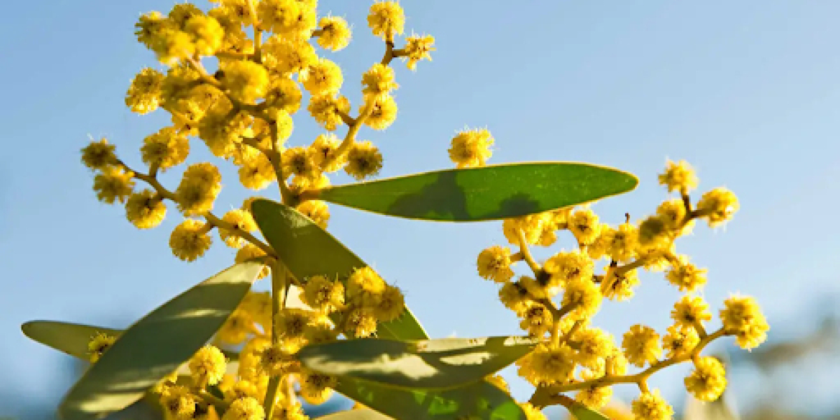 Exploring the Beauty of Australian Native Plants