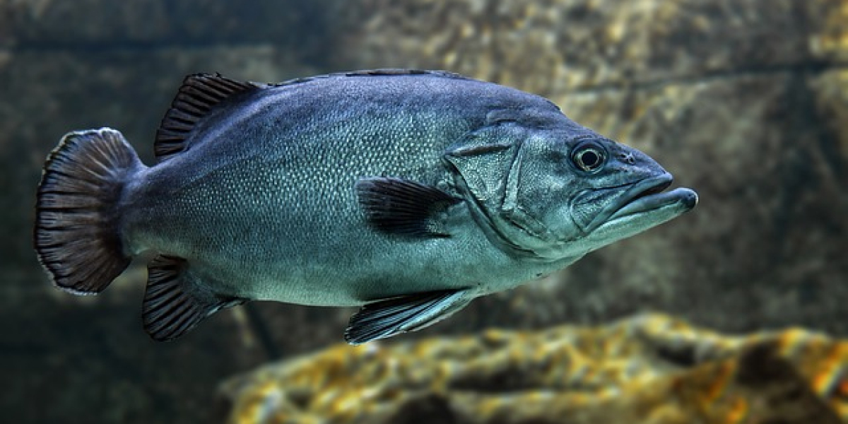 Unleashing Your Inner Angler: The Hawaii Marlin Tournament Series