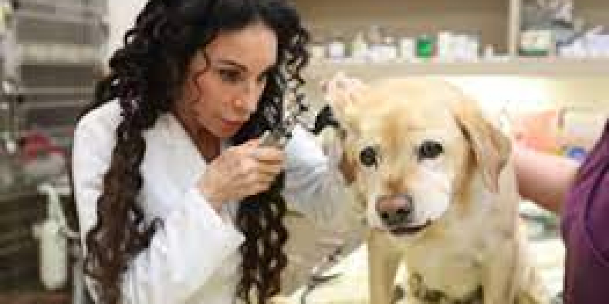 Discover the Best Care for Your Beloved Pet at La Jolla Vet Hospital