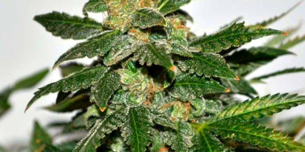 Key benefits of autoflowering cannabis seeds