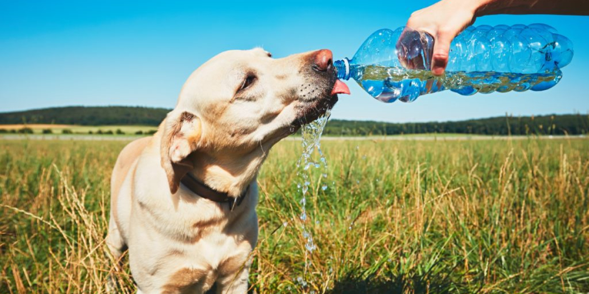 Calming Waters Unraveling Poland's Enchanting Retreat for Dogs