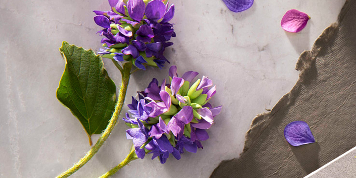 Bakuchiol Market Size, Share, Demand, Growth & Trends by 2033