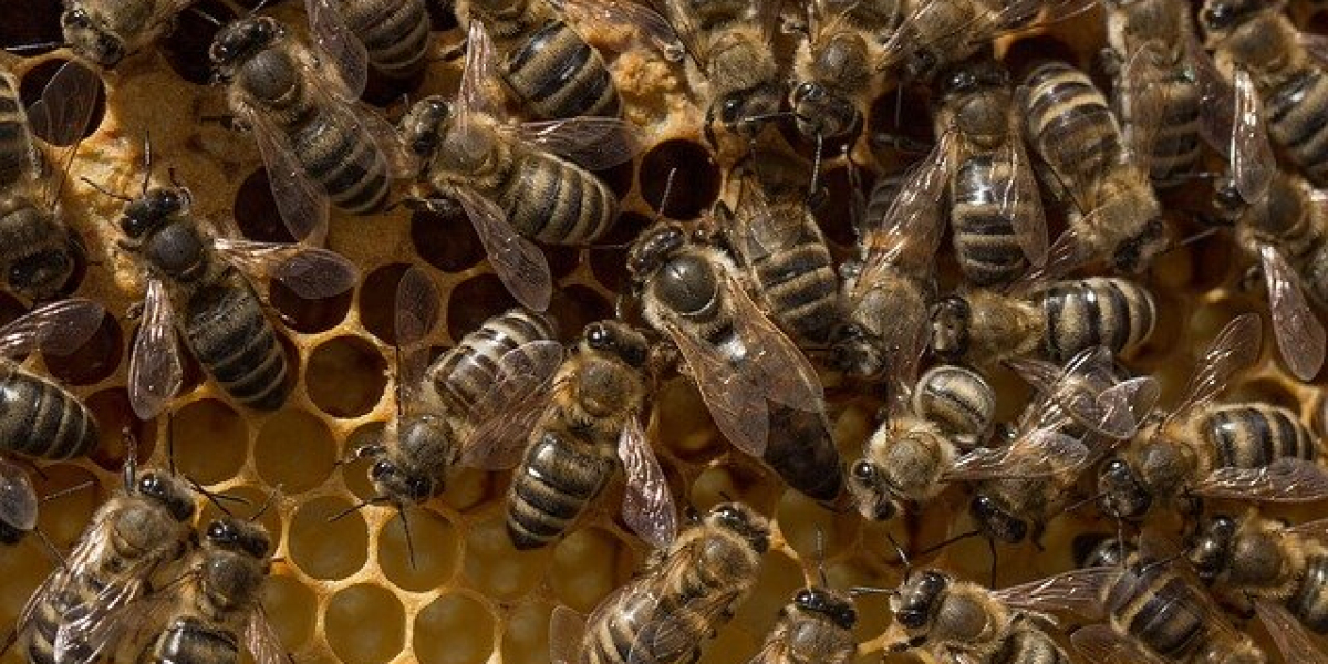  The Benefits of Requeening a Hive for Disease Management