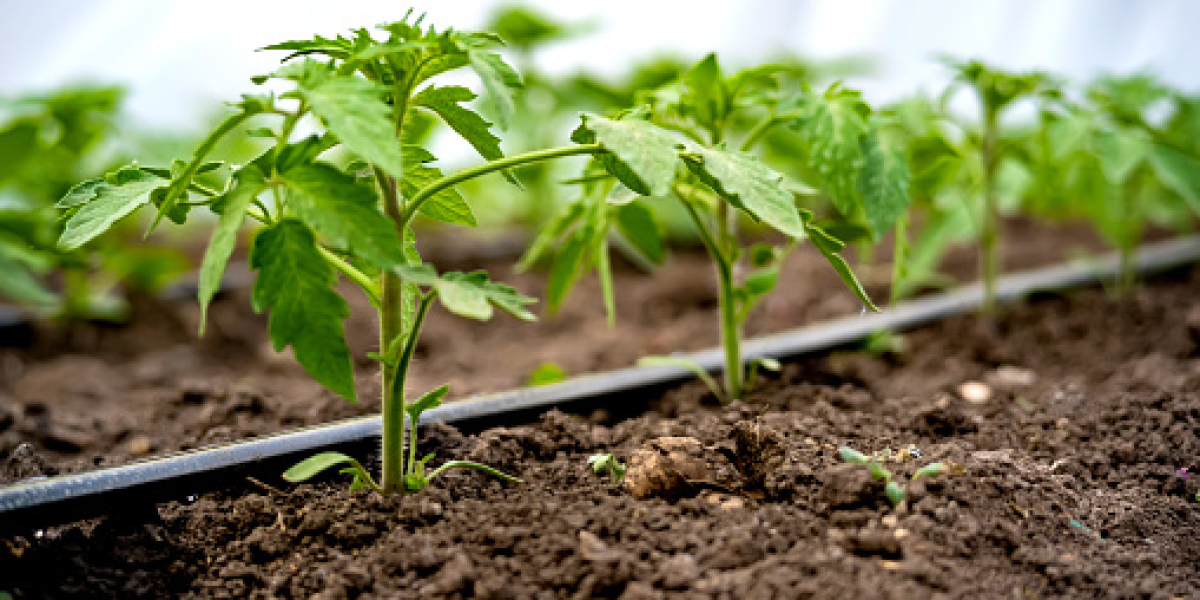 Drip Irrigation Key Market Players, Revenue, Growth Ratio, and Forecast 2030