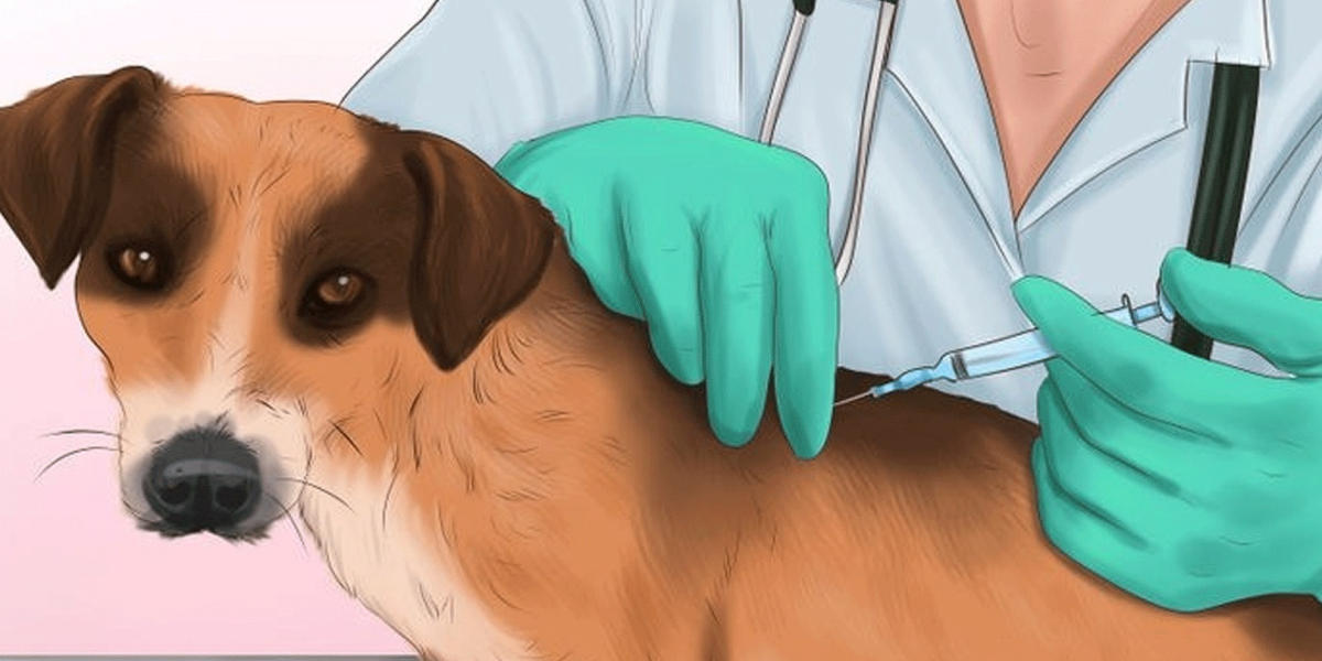 Rabies Diagnostics Market Share to Witness Steady Rise in the Coming Decade