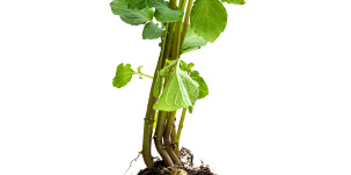 Plant Activators Market by Competitor Analysis, Regional Portfolio, and Forecast 2030