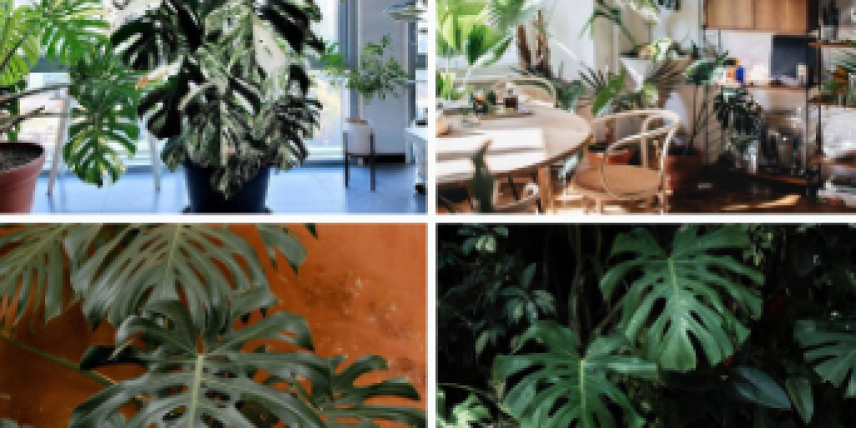 Common Problems with Swiss Cheese Plants and How to Solve Them