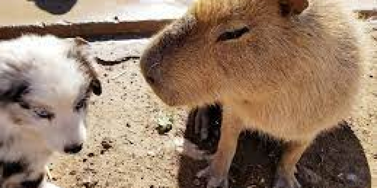 Capybara - The Greatest Rodent in the Earth