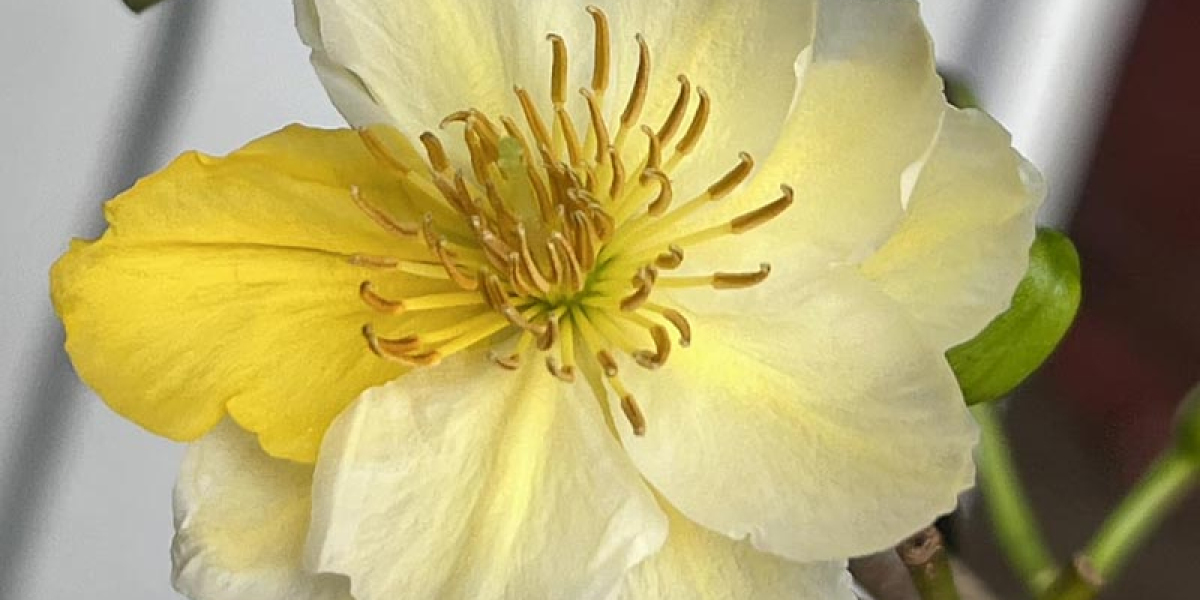 Cách trồng và săn sóc Mai Vàng chuẩn và đúng kỹ thuật