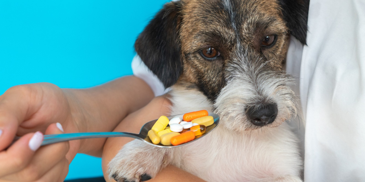 My Pets' Health: Understanding the Importance of Nutritional Supplements for Dogs and Cats