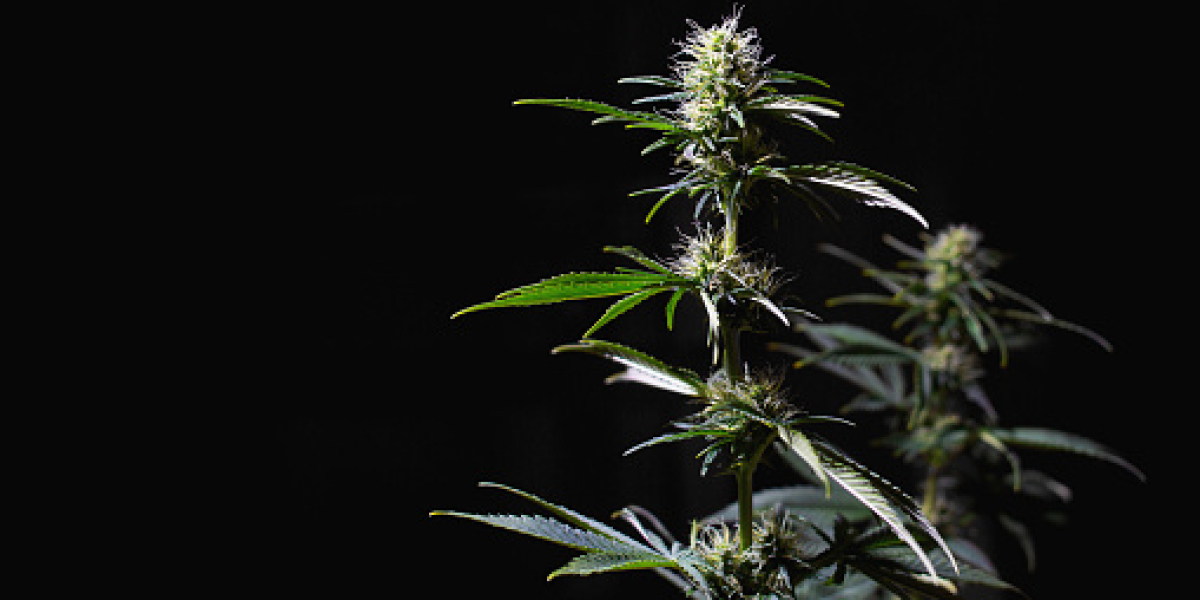 North American Cannabis Market Insights: Regional Growth, and Competitor Analysis | Forecast 2030