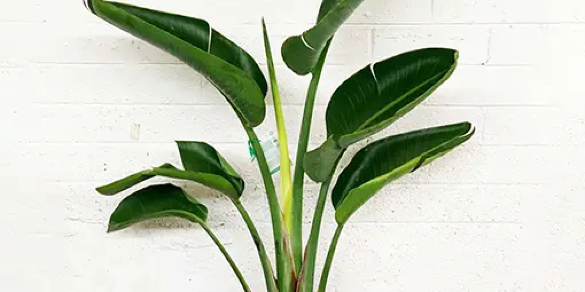 The Beauty of White Bird of Paradise | Strelitzia Nicolai