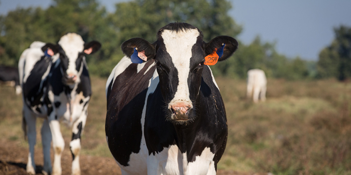 Global Animal Growth Promoters and Performance Enhancers Market Size, Forecast 2022 – 2032.