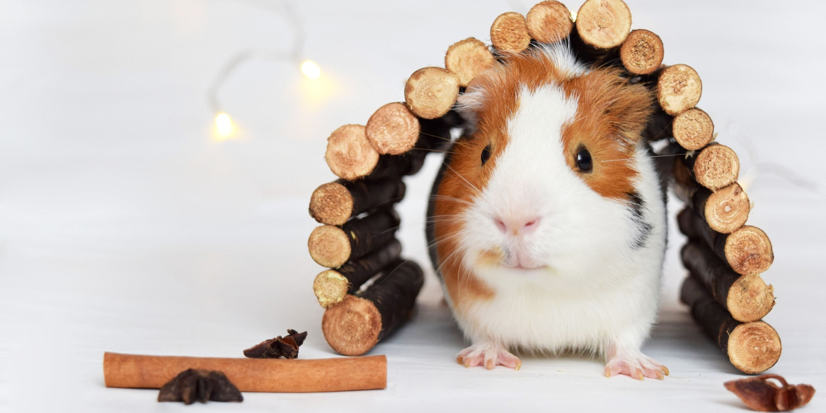 The Comprehensive Guide to Guinea Pig Care: Everything You Need to Know