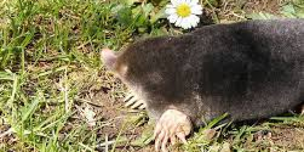 What are the essential garden supplies every gardener should have to ensure successful plant cultivation and a well-main