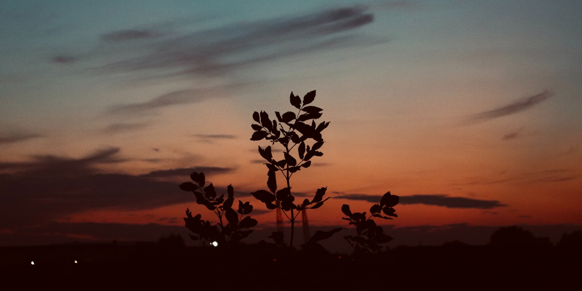 Fashion and taste: the unique charm of designer adult toys